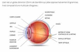 Anatomie œil